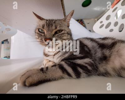 Primo piano di un gatto carino a Penghu, Taiwan Foto Stock