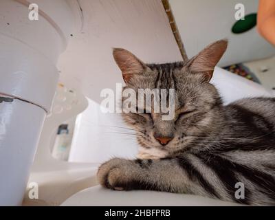 Primo piano di un gatto carino a Penghu, Taiwan Foto Stock