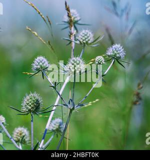 La pianta medicinale selvatica Sea Holly o Eryngium. Eryngium palmatum Foto Stock