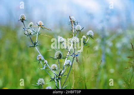 La pianta medicinale selvatica Sea Holly o Eryngium. Eryngium palmatum Foto Stock