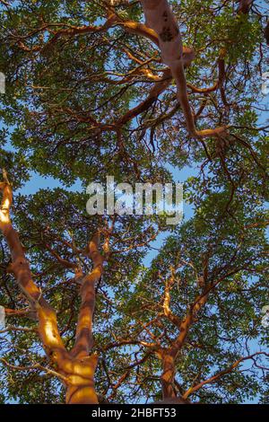 Albero di fragole Arbutus o madrona del Pacifico, madrone - albero sempreverde con ricco corteccia arancione-rossa. Dettagli di corteccia su un albero di madrona -arbutus menziesii. Foto Stock