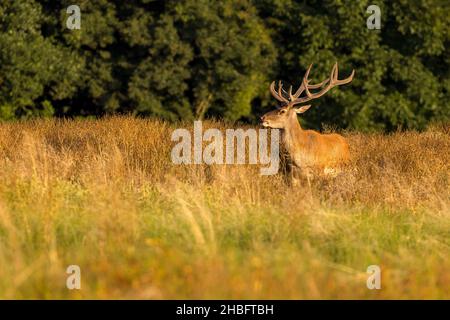 Maschio cervo rosso su pascolo. (Cervus elaphus). Paesaggio di fauna selvatica Foto Stock