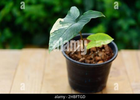 Closeup a Syngonium Aurea variegata nel vaso Foto Stock