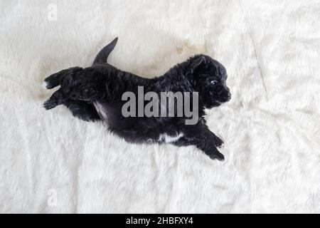 Il cane nero del cucciolo sta giacendo su coperta morbida di pelliccia. Disposizione piatta. Foto Stock