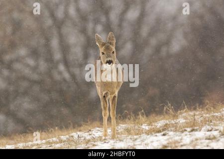 Capriolo immaturo che si muove su glade bianca durante la nevica Foto Stock