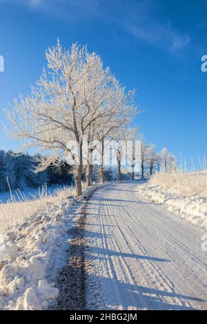 Albero con hoarfrost da una strada Foto Stock