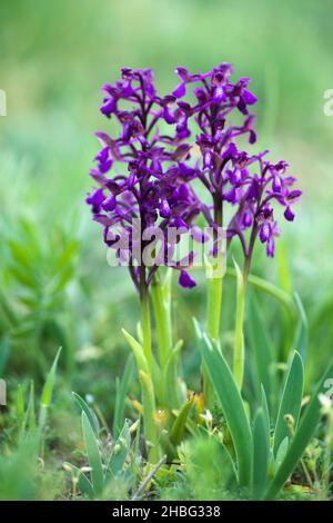 Bella orchidea fiori in uno sfondo sfocato Bianco e viola orchidea fiore in natura - fuoco selettivo Foto Stock