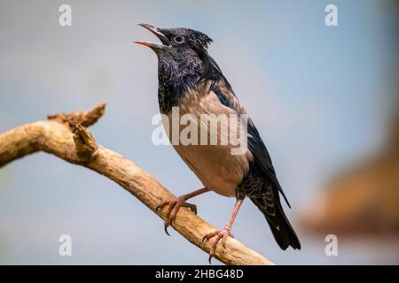 Il Rosy Starling (Pastor roseus) su un ramo, uccello passerino della famiglia Sturnidae. Foto Stock