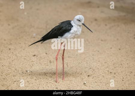 L'uccello vader a zampe lunghe (Himantopus himantopus) della famiglia degli avoceti e dei palafiti (Recurvirostridae), regione: Eurosiberia e Africana Foto Stock