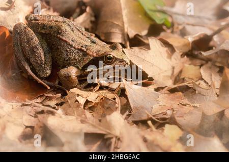 La rana comune (Rana temporaria) passa attraverso le foglie cadute nel bosco del Somerset a Horner Foto Stock