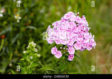 Fiori viola phlox paniculata. Cespuglio fiorito di bella flox in giardino in luce estiva. Nome di famiglia Polemoniaceae, nome scientifico Phlox. BL Foto Stock