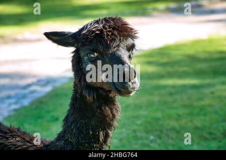 alpaca scattata in ritratto. Mammiferi interessati e carini. Sono animali da fattoria da cui la lana è lavorata. Foto Stock