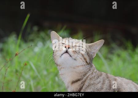 Primo piano di Cat in piedi in giardino con gli occhi chiusi e l'odore di aria Foto Stock