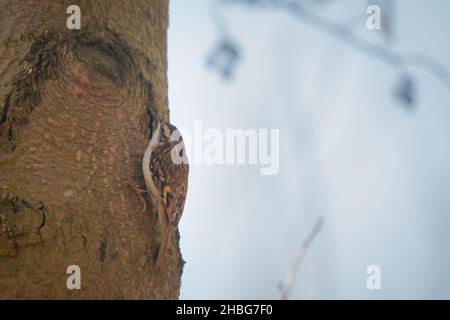 Un piccolo trenino (Certhia familiaris) salta sul tronco di un albero in un parco Suffolk in primavera a West Stow Foto Stock