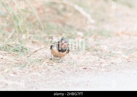 Una inghiottita (Hirundo rustica) raccoglie l'erba secca dal terreno nel prateria dello Yorkshire pronta per costruire il suo nido Foto Stock