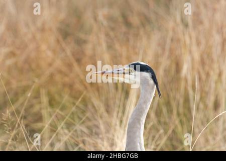 Un airone grigio (Ardea cinearea) siede e guarda intentemente l'acqua per preda all'interno di un parco londinese Foto Stock