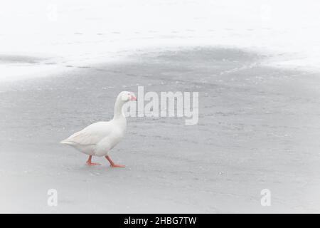 L'oca nazionale (Anser anser domesticus) attraversa il lago congelato di Norfolk a Welney Foto Stock