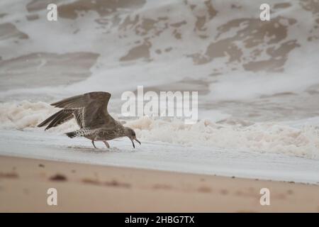 Un giovane gabbiano di aringa (Larus argentatus) cerca cibo tra le onde su una spiaggia di Norfolk Foto Stock