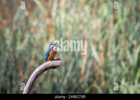 Un Martin pescatore (Alcedo atthis) attende su un ramo per avvistare un pesce nell'acqua sottostante Foto Stock
