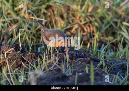 Il primo uccello cattura il verme come dimostrato da questo rapina (Erithacus rubecula) tira il verme dal suolo in questo campo di Norfolk Foto Stock