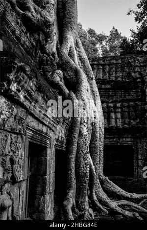 Fig, banyan e kapok alberi diffondere le loro gigantesche radici sulle pareti del tempio di ta prohm, Angkor, Cambogia. Foto Stock