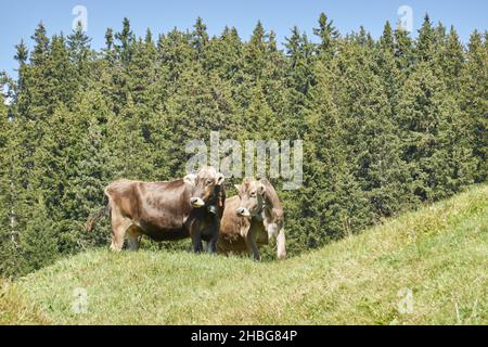 Un paio di graziose mucche brune che guardano lateralmente su una vibrante collina verde circondata da alberi lussureggianti in una giornata di sole Foto Stock