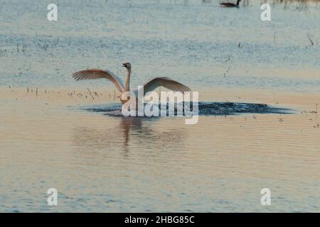 La recente migrazione Whooper Swan (Cygnus cygnus) atterra in un lago Norfolk in una serata Foto Stock