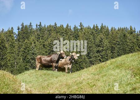 Un paio di mucche marroni che guardano avanti su una collina verde e luminosa circondata da una treccia lussureggiante sotto un cielo luminoso Foto Stock