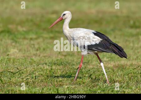 Cicogna bianca per adulti (Ciconia ciconia) cammina sul campo di falda in estate Foto Stock