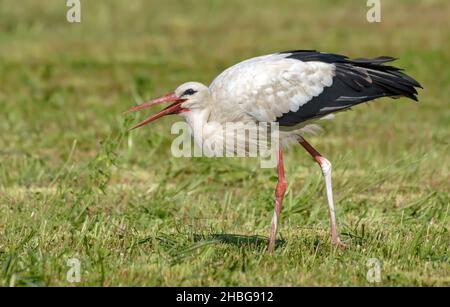 Cicogna bianca adulta (Ciconia ciconia) che cattura un insetto nel campo di erba da fieno falciante Foto Stock