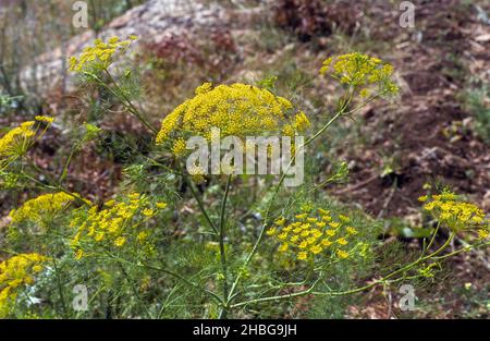 Finocchio (Foeniculum vulgare). Il finocchio viene utilizzato comunemente come una famiglia porre rimedio a base di erbe per il trattamento di vari reclami inclusi indigestione, stoma Foto Stock