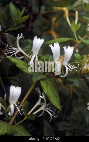 Miele giapponese (Lonicera japonica), foglie ovate-ellittiche e fiori bianchi a lunga durata. Fotografato in Israele nel mese di dicembre Foto Stock