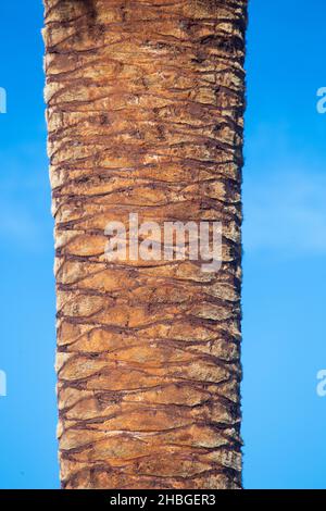 Un particolare del tronco di una palma potata di recente, fenice canariensicon cielo blu in una giornata di sole. Arecaceae. Liliopsida. Fotografia verticale Foto Stock