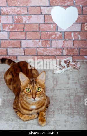 Un gatto carino confessa il suo amore. Sfondo romantico con cuore sulle pareti per San Valentino. Foto Stock