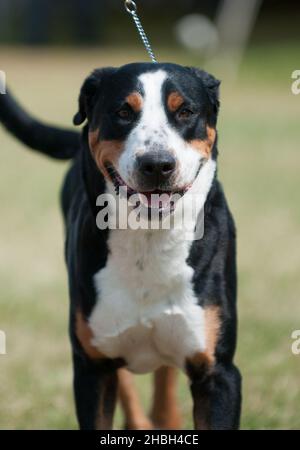 Fotocamera rivolta in alto per Greater Swiss Mountain Dog Foto Stock