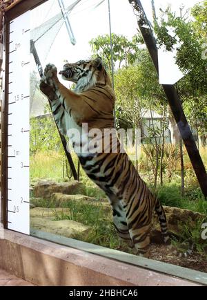 Jae Jae, la Tiger Sumatran viene misurata durante la presa annuale di pesi e dimensioni presso lo Zoo di Londra nel Regents Park nel centro di Londra. Foto Stock