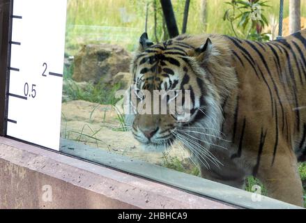 Jae Jae, la Tiger Sumatran viene misurata durante la presa annuale di pesi e dimensioni presso lo Zoo di Londra nel Regents Park nel centro di Londra. Foto Stock