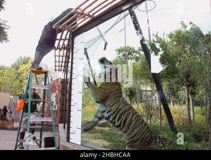 Jae Jae, la Tiger Sumatran viene misurata durante la presa annuale di pesi e dimensioni presso lo Zoo di Londra nel Regents Park nel centro di Londra. Foto Stock