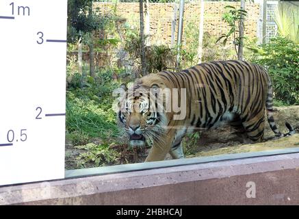 Jae Jae, la Tiger Sumatran viene misurata durante la presa annuale di pesi e dimensioni presso lo Zoo di Londra nel Regents Park nel centro di Londra. Foto Stock