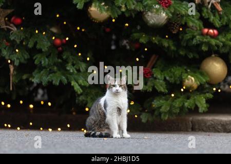 Larry, il gatto numero 10 Downing Street, si pone accanto all'albero di Natale al di fuori della residenza dei primi Ministri del Regno Unito a Whitehall, Londra, Regno Unito Foto Stock