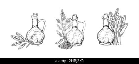 Set di bottiglie d'olio per salvia imbutita a mano. Illustrazione vettoriale in stile di schizzo Illustrazione Vettoriale