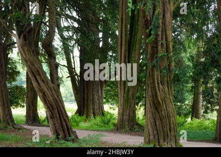 Una linea di alberi di Yew inglesi antichi 'Taxus baccata' in Yew Avenue a Lowther Castle, Lake District National Park, Cumbria, Inghilterra, Regno Unito Foto Stock