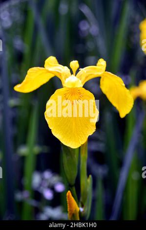 Singolo giallo iride (Iris Pseudacorus) Fiore cresciuto nei confini a Lowther Castle, Lake District National Park, Cumbria, Inghilterra, Regno Unito Foto Stock