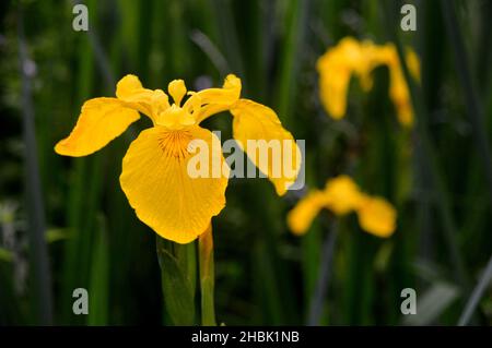Singolo giallo iride (Iris Pseudacorus) Fiore cresciuto nei confini a Lowther Castle, Lake District National Park, Cumbria, Inghilterra, Regno Unito Foto Stock