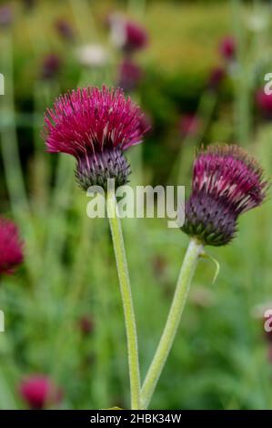Coppia di teste di semi di spugnolo viola (volgare di cirsium) cresciute nei confini del castello di Lowther, Lake District National Park, Cumbria, Inghilterra, Regno Unito Foto Stock