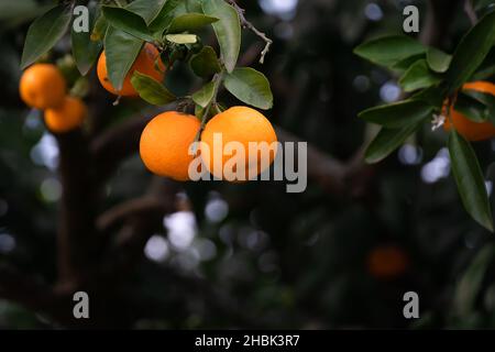 Primo piano di tangerini maturi su uno spazio di copia di ramo di albero Foto Stock