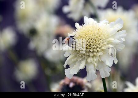 Single Cream Pincushion (Scabiosa ochroleuca) Flower & Bee ai confini del castello di Lowther, Lake District National Park, Cumbria, Inghilterra, Regno Unito Foto Stock
