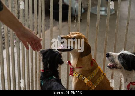 Goiânia, Goias, Brasile – 18 dicembre 2021: Alcuni cani, in una penna, disponibili in una fiera di adozione degli animali randagi. Foto Stock