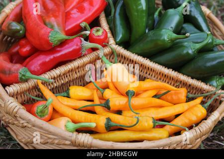 Peperoni di Poblano con peperoni rossi asiatici e peperoni gialli al peperoncino Foto Stock