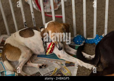 Goiânia, Goias, Brasile – 18 dicembre 2021: Un cane sdraiato in una recinzione, disponibile in una fiera di adozione degli animali randagi. Foto Stock